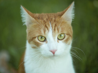 Naklejka na ściany i meble Cute cat with big green eyes closeup