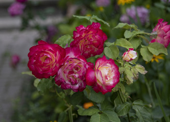 Garden red rose flower
