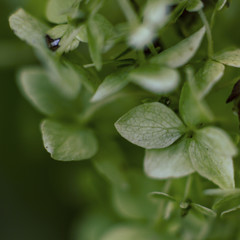 Grüne Ballhortenise