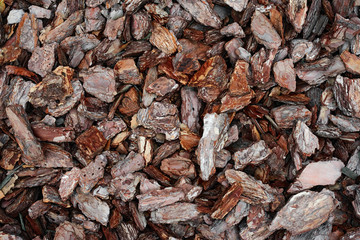 pieces of wood bark for background or texture