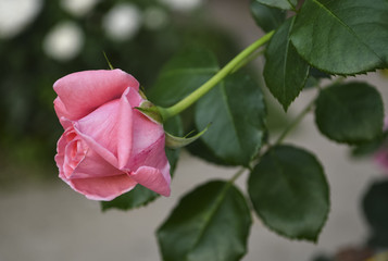 Garden pink rose flower