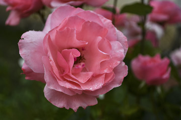 Garden pink rose flower