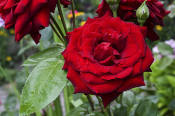 Garden red rose flower
