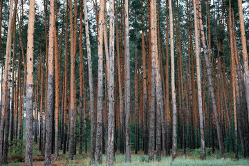 pine forest as a backdrop, beautiful and wild nature landscape