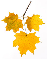 Autumn branch isolated on white background.

