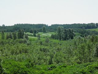 Fototapeta na wymiar siberia summer forest