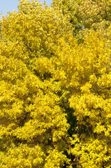 Yellow leaves on autumn trees. Autumn landscape.