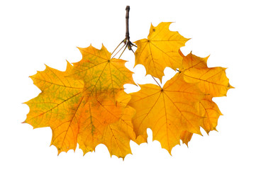 Autumn branch isolated on white background.
