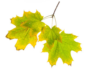 Autumn branch isolated on white background.
