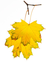 Autumn branch isolated on white background.
