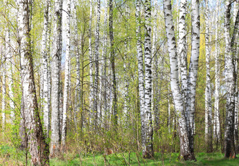 Fototapeta premium Beautiful birch trees with white birch bark in birch grove with green birch leaves in summer