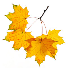 Autumn branch isolated on white background.
