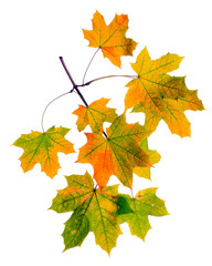 Autumn branch isolated on white background.
