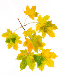 Autumn branch isolated on white background.
