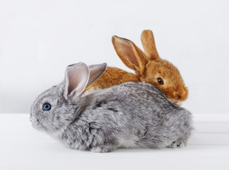 two rabbits on white background