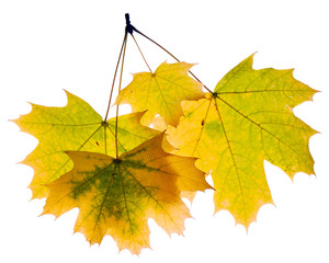 Autumn branch isolated on white background.
