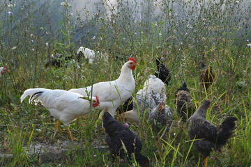 Young chicken are feed on the farm in natural condition