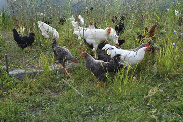 Young chicken are feed on the farm in natural condition