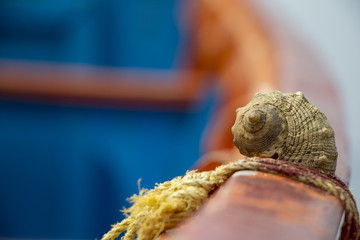 Shell on the boat
