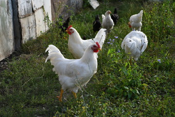 Young chicken are feed on the farm in natural condition