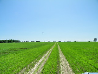 Summer field