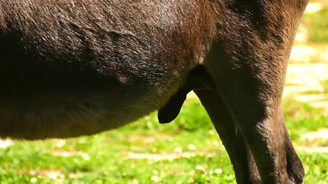 the male sexual organ of a donkey, a donkey man on the farm,
