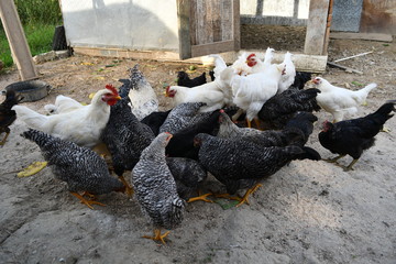 Young chicken are feed on the farm in natural condition