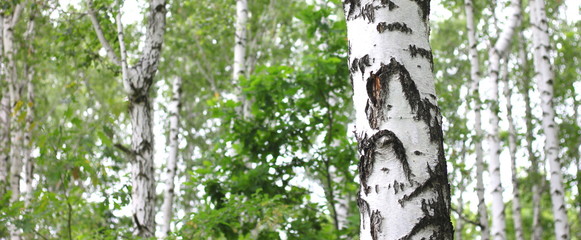 Obraz premium Beautiful birch trees with white birch bark in birch grove with green birch leaves in summer