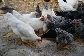 Young chicken are feed on the farm in natural condition