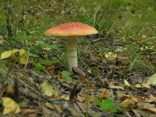 mushroom