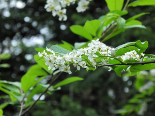 bird-cherry