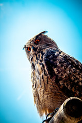 Big looking owl