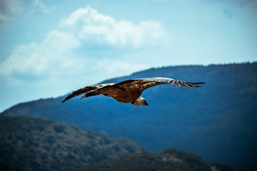 flying vulture searching for food