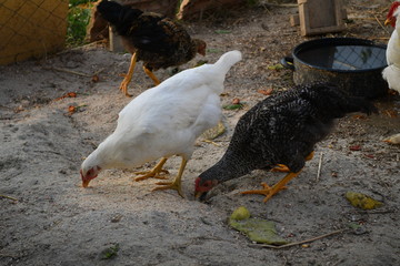 Young chicken are feed on the farm in natural condition