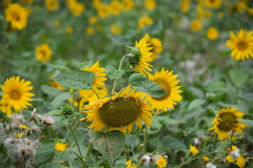 Sunflower