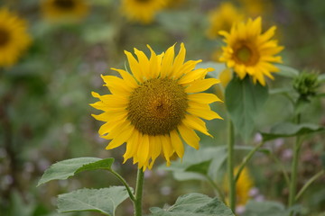 Sunflower