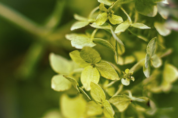 Grüne Ballhortensie