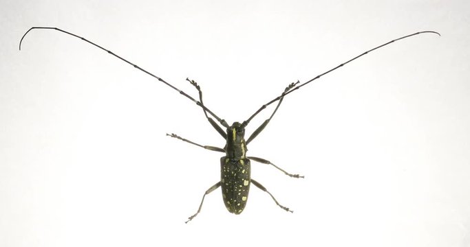The full shot of an yellow spotted longicorn beetle. Long antennas are remarkable. 
