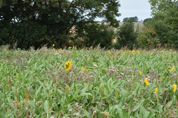 Sunflower