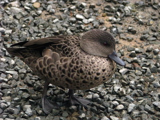 NZ Duck
