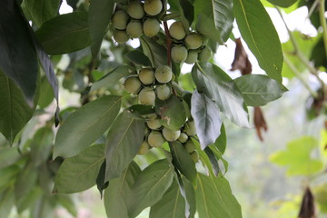Pre-mature Diospyros lotus or Wild Persimmon(Amlook) Closeup View