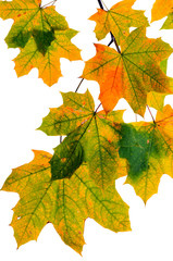Autumn leaves isolated on white background.

