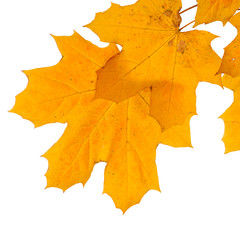 Fototapeta premium Autumn leaves isolated on white background.