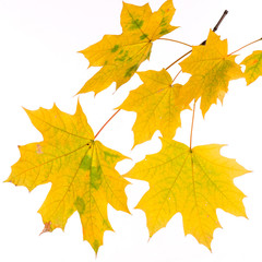 Autumn leaves isolated on white background.

