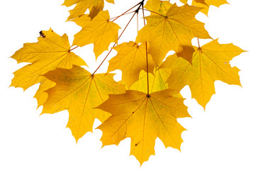 Autumn leaves isolated on white background.

