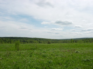 siberian summer forest
