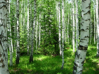 siberian summer forest