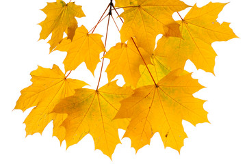 Naklejka na ściany i meble Autumn leaves isolated on white background.