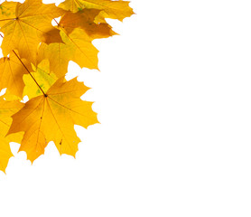 Autumn leaves isolated on white background.

