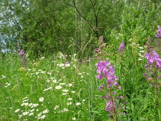 siberian summer forest